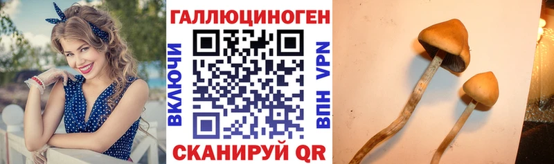 Псилоцибиновые грибы Cubensis Коломна